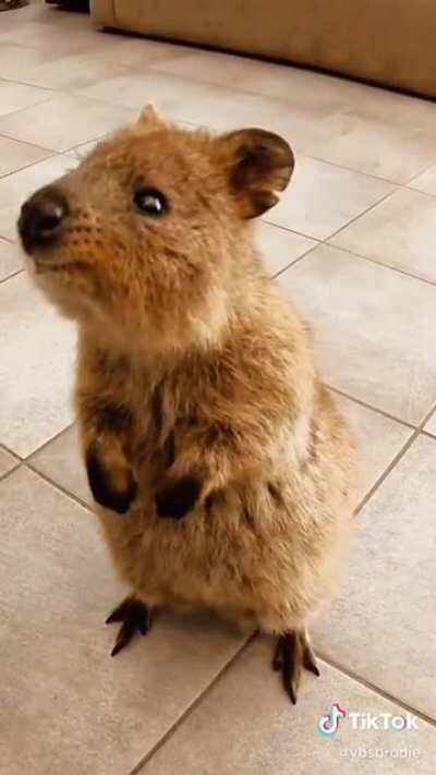 Curious Quokka