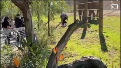 To take a photo with an elephant