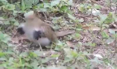 🔥 The adorable dance of the Striped Cuckoo 🔥