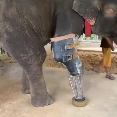 This young man spends his time making prosthetics for elephants. Hero