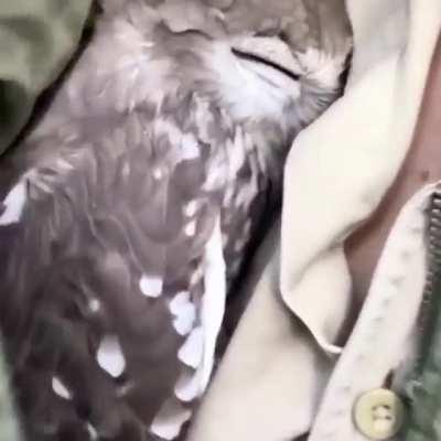 Lovely Owl In The Jacket