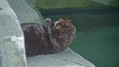 Sea otter noticing a moth (Quatse from the Vancouver Aquarium)