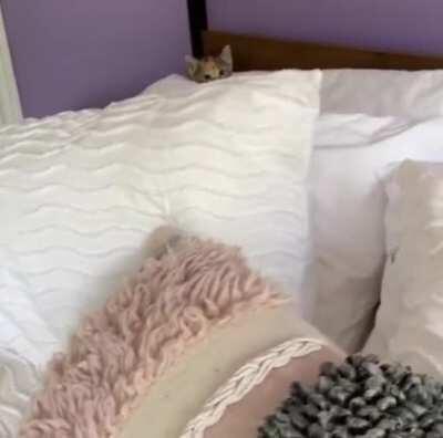 Floof: Defender of the pillows