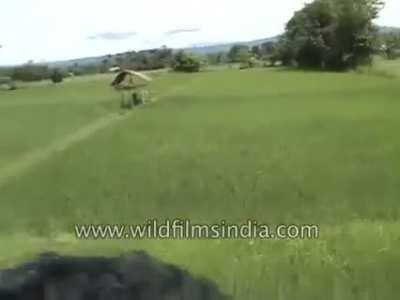 Tiger attack guy on elephant