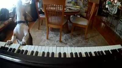 dog sings while playing the piano