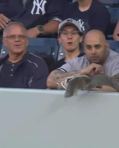 Some Yankees fans meet a squirrel