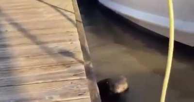 🔥 A very fluffy baby sea otter accidentally rolling itself off a boat dock and discovering how well it can float 🔥