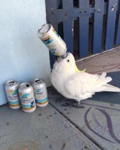 🔥 Cockatoo has learnt how to get a buzz on by drinking leftovers