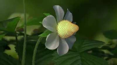 Strawberry time lapse..