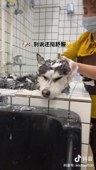 Normal dogs Vs Huskies... A video I found while scrolling thru douyin