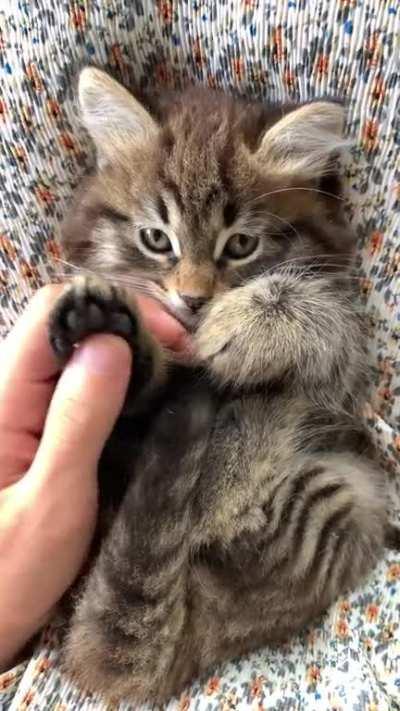 Getting kitten use to paws being touched