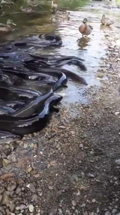 The eels are looking for their food