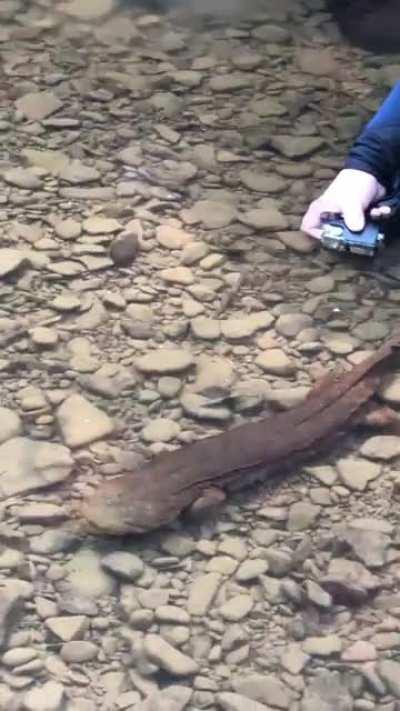 [Eastern Kentucky] Part 2 of my recent hellbender post. A video of the lad walking