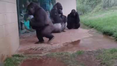 Gorilla's don't like the rain