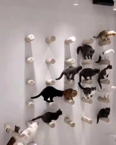 Wall of cats.