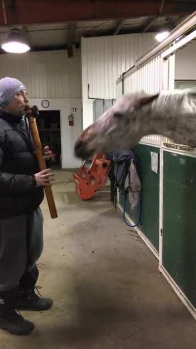 Horse is loving the flute music