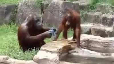 400px x 225px - ðŸ”¥ This is Dawn the orangutan. She saw zoo workers cleanin...