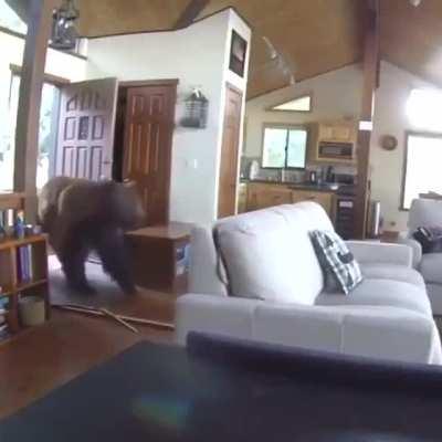 🔥 Bear busts through the door