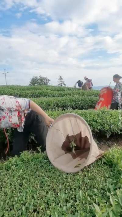 Harvesting tea leaves