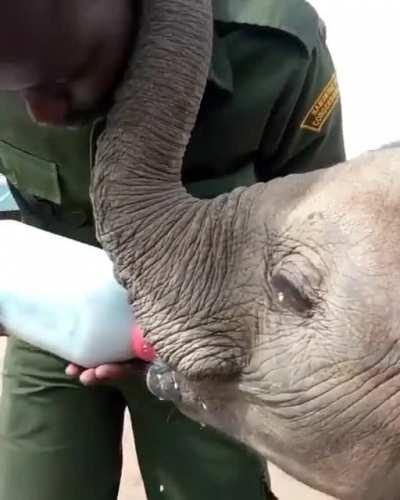 god bless the people who take care of those baby elephants