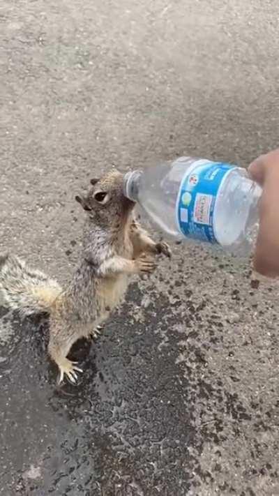 A Squirrel asking for water.