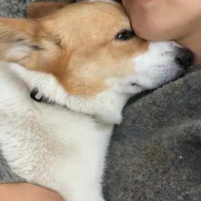 Corgi cuddle