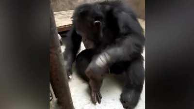 A chimpanzee found a nailcutter and started cutting his nails