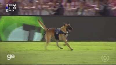 Cachorro policial invade o campo em final do Pernambucano e rouba a bola do jogo