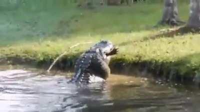 🔥 6ft gator for a snack.