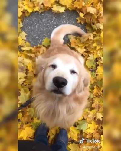 Happy boy creating leaf angels with his tail. 🍂