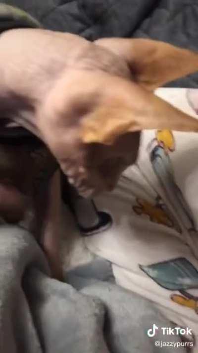 More of the eyeless cat someone posted earlier. Good ol' eyesock rubs!