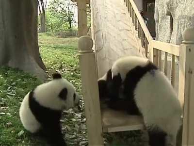 Ferocious pandas fall for elaborate trap!