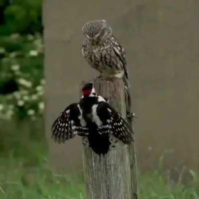 🔥 An owl intimidating a woodpecker