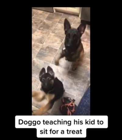 Dog parent teaching his baby dog to behave and sit for getting treats.