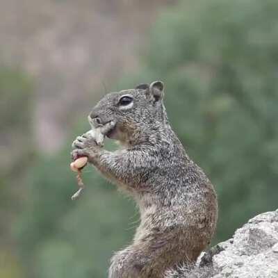 Rock squirrel eating a lizard. (by Jeff Nordland)