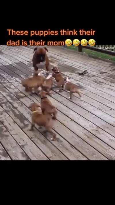 Puppies think their dad is their mom.