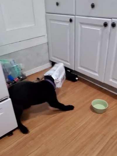 New puppy got his head stuck in an empty food bag.