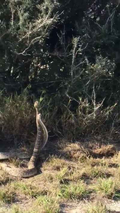 I saw these noodles dancing, I suppose they are rattlesnakes right? What are they doing?