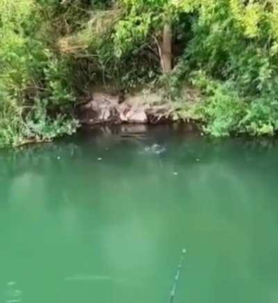 Man Hooks a Wells Catfish