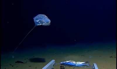 Never-before-seen creature filmed at the bottom of the Java trench, 4.5 miles deep