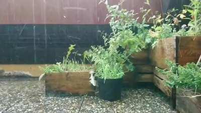 Rain on overgrown balcony herb garden