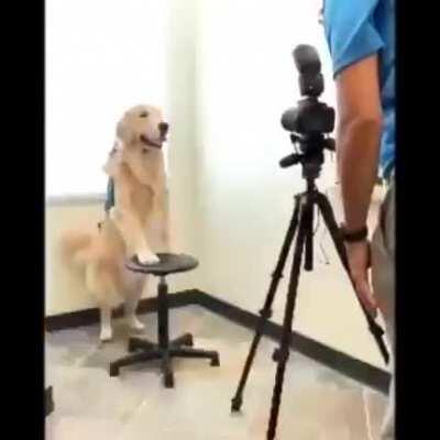 Therapy dog Kono gets her picture taken for her hospital ID badge