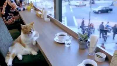 Cat in a coffee shop