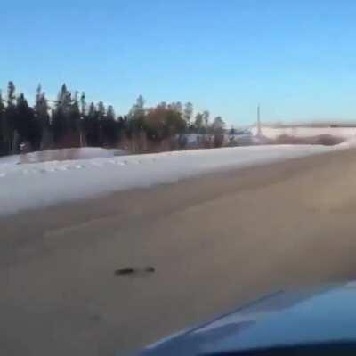 🔥 A gorgeous black wolf sprinting down a highway at 30 miles per hour 🔥