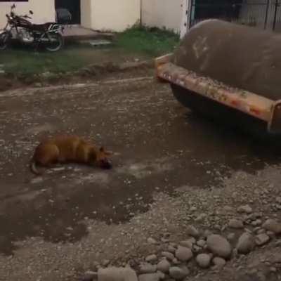 Dog getting run over