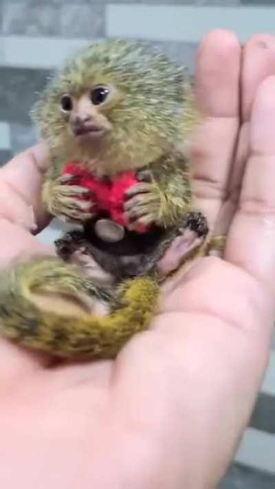 Worlds smallest monkey - Pigmy Marmoset, Western Thailand