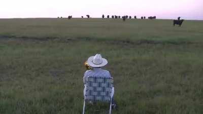 Serenading Cows