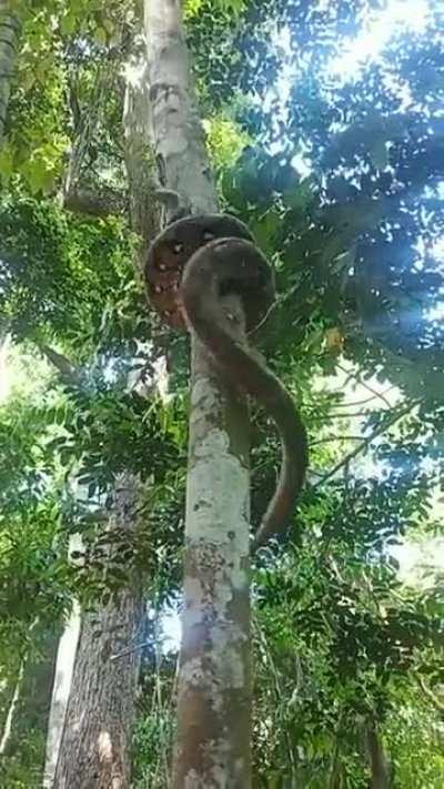 Snake Climbing a Tree.