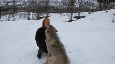 Wolves meet the woman who raised them when they were cubs