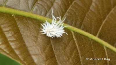 🔥 A Lady Beetle Larva .